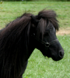 Sreenan's Hot Shot, black, pure Falabella stallion