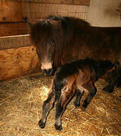 Amanda with her newborn filly