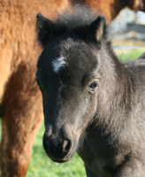 The sweetest and tiniest filly!