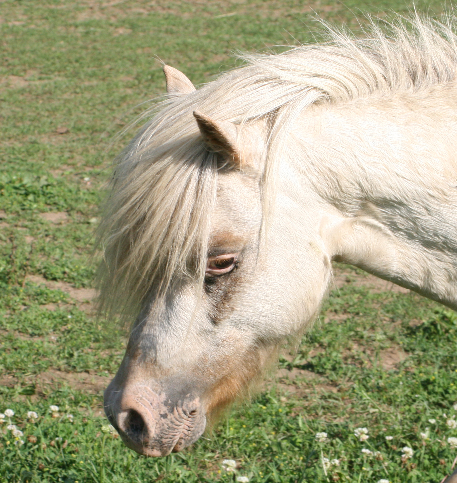 Spotted Dreams Beau of Mine, sorrel fewspot stallion