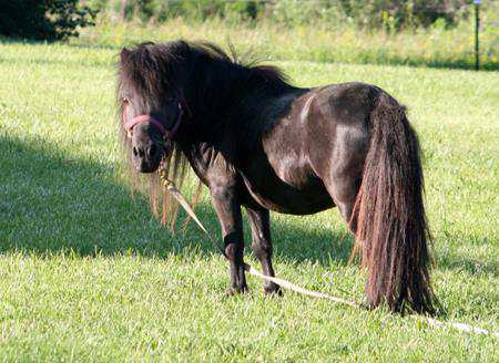 Beautiful Black Stallion