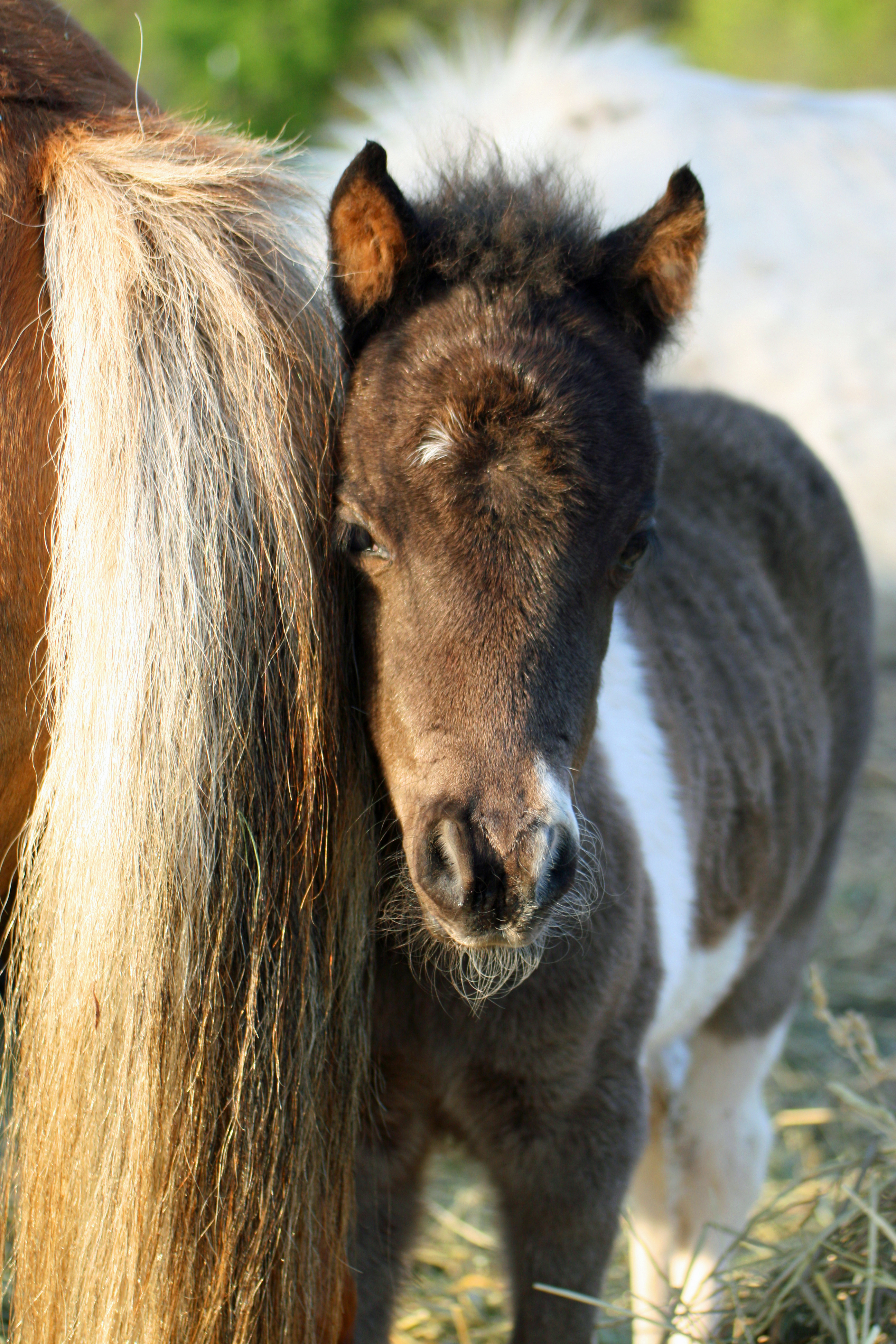 A gorgeous filly!