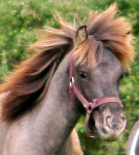 Grulla Appaloosa,  pure Falabella stallion
