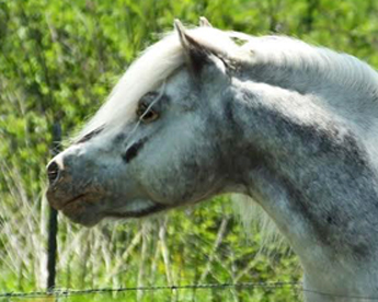 Ridgerunners Ramblin Man, Spotted Appaloosa Stallion