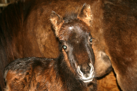 Hickory Springs New Filly